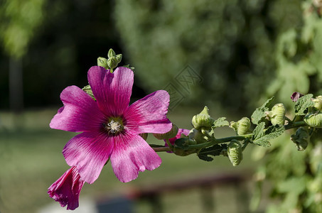 或者保加利亚索非蜜蜂在花园的Alcea玫瑰花粉色朵邀请自然图片