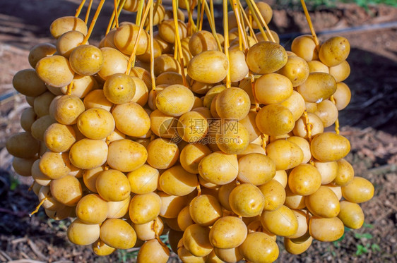 凤凰美食鲜熟的黄椰子枣树上的果实植物图片