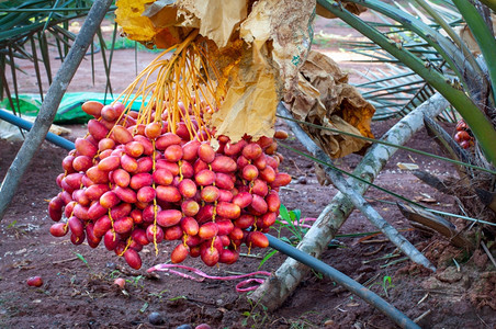 美食鲜熟的红椰子棕榈树上的果实异国情调素食主义者图片