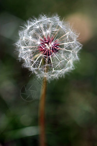 生物学Dandelion全种子头天然背景模糊草杂图片