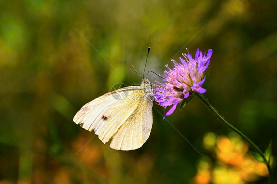 野生动物植群花朵上美丽的蝴蝶天然色彩丰富多的本底自然图片