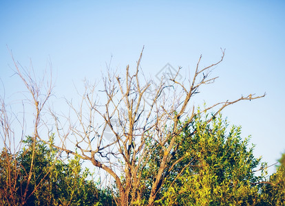 阳光风景优美蓝色的干枯树枝丛和蓝天空背景图片
