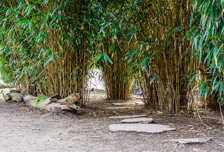 亚洲花园由大石头和多种竹子植物组成的步行道路树叶设计的园艺图片