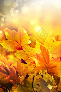 覆盖太阳季节金色秋天自然背景有明亮的树叶图片