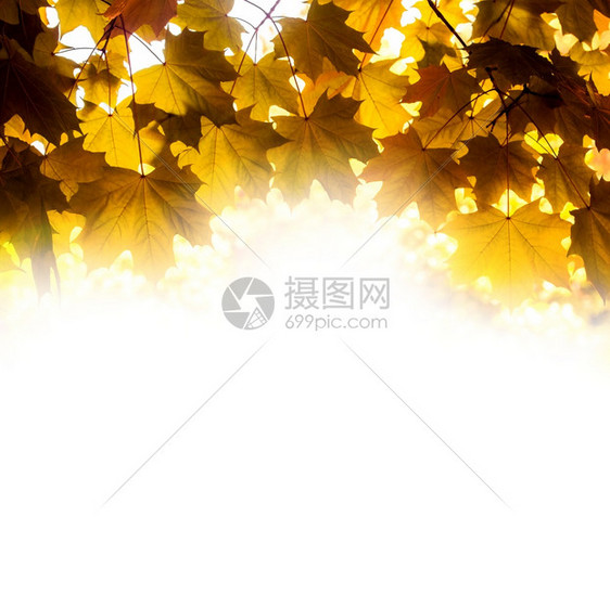金色秋天自然背景有明亮的树叶户外植物群橙图片