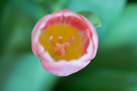 美丽的郁金香花朵图片