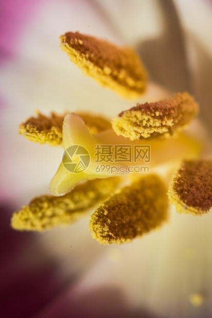 美丽的郁金香花朵图片