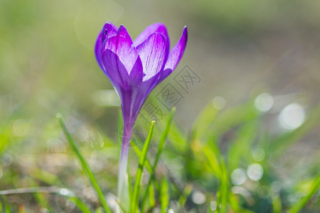 春光中孤独的紫色花环叶子明亮的图片