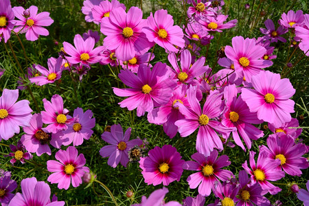 花朵开紧贴一群有叶子背景的紫色宇宙花春天图片
