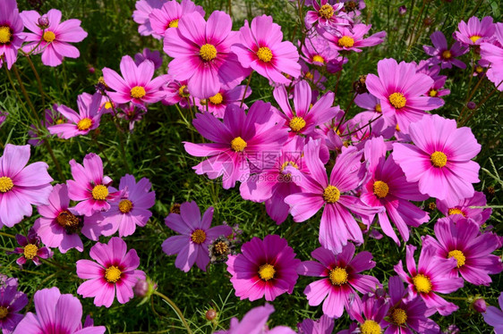 花朵开紧贴一群有叶子背景的紫色宇宙花春天图片