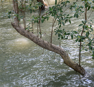 公园河里的树木图片