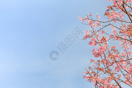 美丽植物粉色的在蓝天秀丽cerasoides花图片