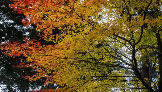 树叶自然亚洲日本青树的棕色秋叶图片