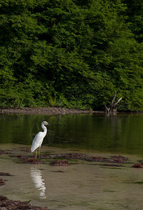 加勒比安提瓜热带湖野生物景象中的白色海隆鸟水加勒比类学图片