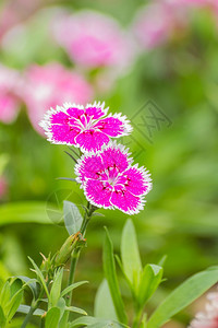 美丽场地春天花园里的迪安图斯奇尼西花朵图片
