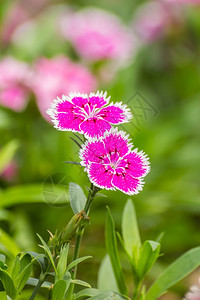 季节美丽的荒野花园里迪安图斯奇尼西花朵图片