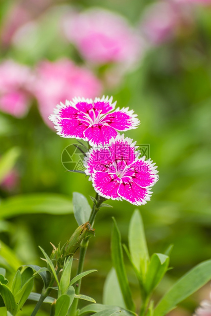 季节美丽的荒野花园里迪安图斯奇尼西花朵图片