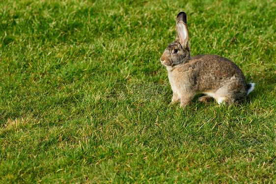 草地上的兔子图片