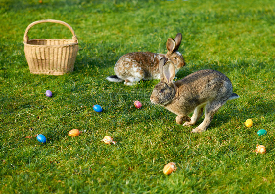 季节快乐的东方兔子假期复活节图片