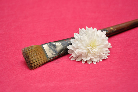 绘画一种粉红色背景上的画笔和白色紫菀花园图片
