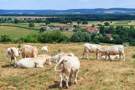 奶牛群在法国伯根迪的田里休息肉牛奶图片