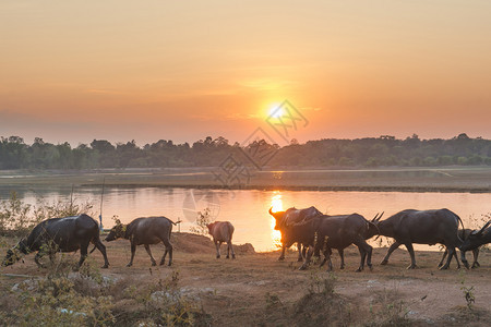 当地的宠物农场泰国水牛在河滨行走背着他的景日落图片