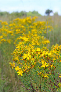 英石花粉田间开的药用圣约翰草黄色美丽的花朵带叶子圣约翰草药用花卉医疗图片
