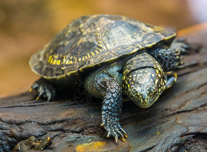 欧洲池塘乌龟来自欧洲的热带爬虫类濒临受威胁动物种的近乎似肖像新鲜的颈缩蝽科图片
