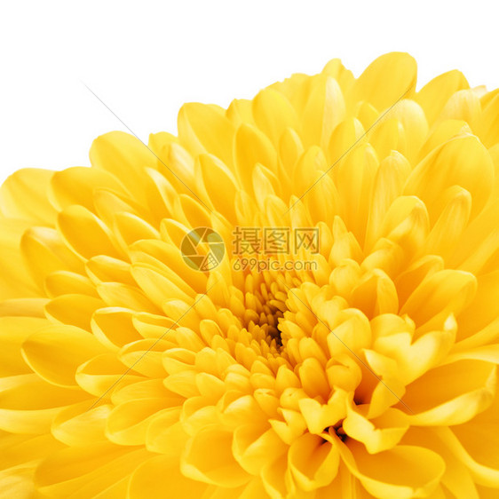 丰富多彩的花秋天黄色菊底背景大型黄菊花果仁单身的图片