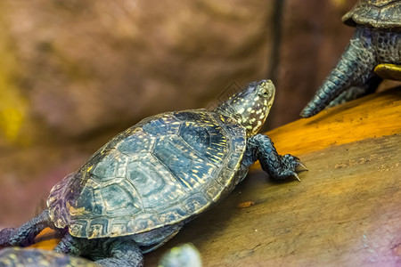 欧洲池塘海龟行走热带爬动物肖像靠近受到威胁的动物种爬虫类轮匝肌沼泽图片