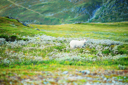 挪威山羊背景高清富有的天气图片