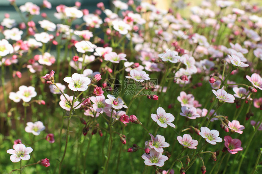 盛开绿色精美的装饰花朵草图片