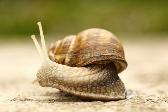 荒野速度棕色的普通花园蜗牛科努Cornu总和图片