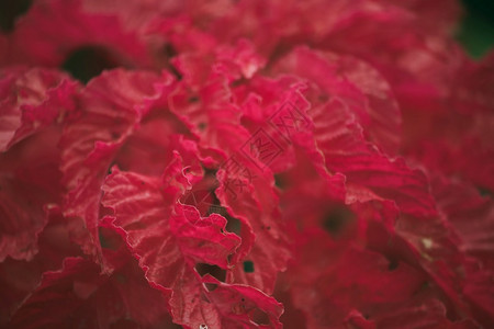 雨林夏天森然紫色叶植物等抗太阳植物用于景观美化图片