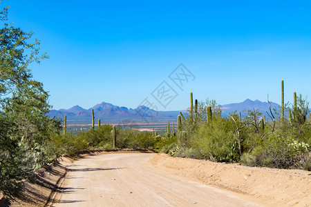 自然旅行绿色Saguaro公园的风景车道图片