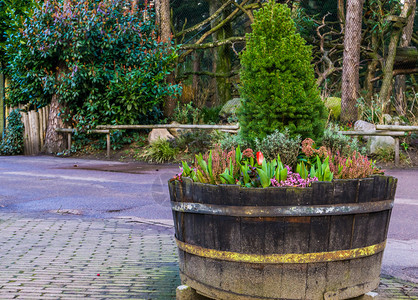 传统的植物群装满鲜花和植物的木板浴缸荷兰花园装饰品春天图片
