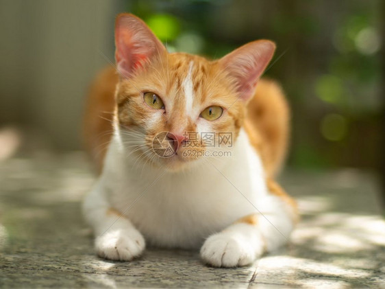 闭紧可爱的姜猫躺在地板上有绿色bokoh背景哺乳动物摆姿势白色的图片