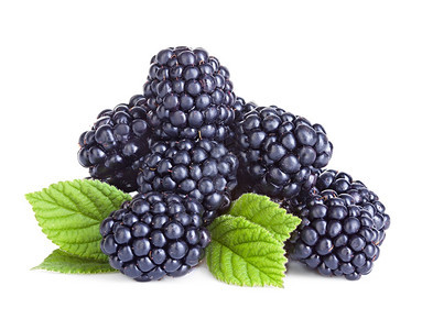 成熟多汁的黑莓图片