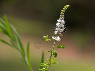 春天白色的黑升麻风化和蜜蜂绿图片