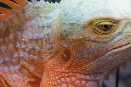 Iguana关闭大型动物肖像照片眼睛黑色的荒野图片