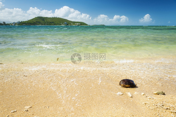 假期冲浪在新喀里多尼亚的Noumea热带沙丘上撒着椰子壳的Noumea贝壳图片