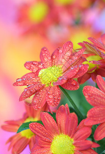 盛开的秋季野菊花背景图片