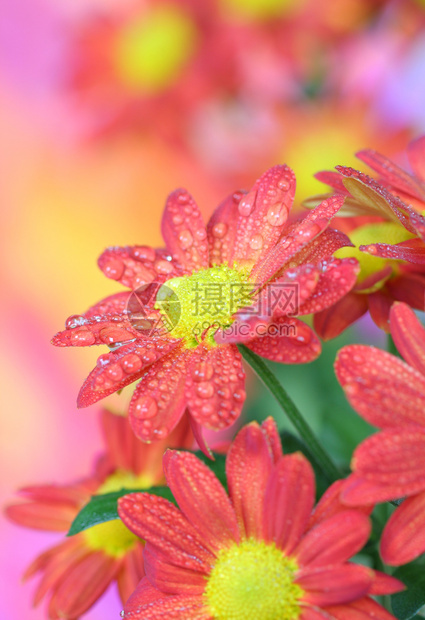 盛开的秋季野菊花图片