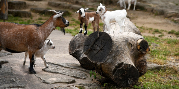 克莱因农场上的小山羊埃加格鲁斯可爱的图片