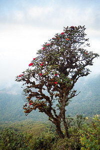 盛开RhododendronBushes与森林在山上花夏天图片