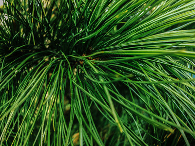 枝条天然的圣诞树绿针头作为自然的圣诞节背景和树木松绿色针头背景一种户外图片