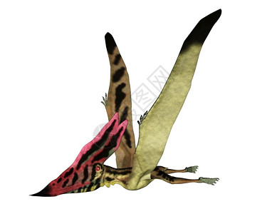 形象的荒野Thalassodromeus史前鸟类在白色背景中飞行3D渲染Thalassodromeus史前鸟类飞行渲染白垩纪图片
