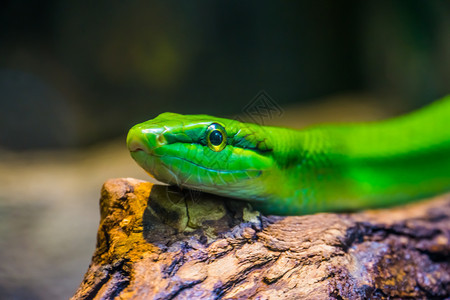 宠物爬虫养殖学来自亚洲的热带爬行动物种红尾绿色蛇形大鼠面部紧闭来自亚洲的热带爬行动物种图片