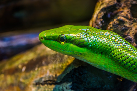 宠物紧贴着亚洲的热带爬虫类红尾绿色小白鼠热带爬虫类动物脸部异国情调响尾蛇图片