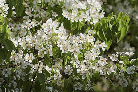 行进美丽的树枝梨在春天开花美丽的树枝梨在春天开花新鲜的散景图片
